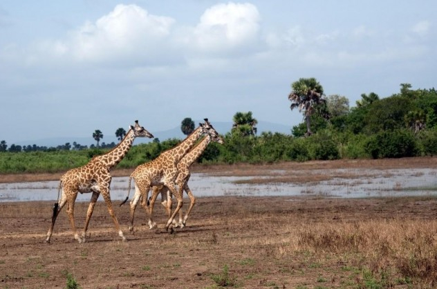 5d5c36bfd0f4c_masaai_giraffes_selous_national_park_2_5_1